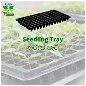 Seedling Tray - තවාන් තැටි